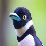 image of bird