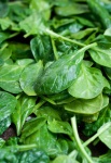 image of spinach #25