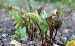 image of fruit_and_vegetable
