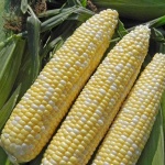 image of fruit_and_vegetable