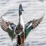 image of bird
