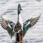 image of northern_shoveler #21