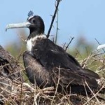 image of bird