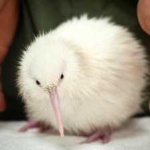 image of bird