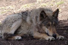 image of red_wolf