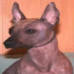 image of animal