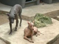 image of mexican_hairless
