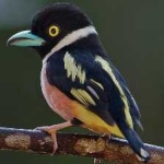 image of bird