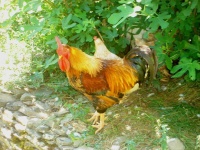 image of chicken #2