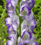 image of flower