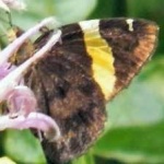 image of banded_butterfly #171