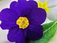 image of flower