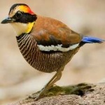 image of bird