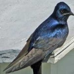 image of bird