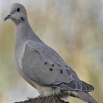 image of bird