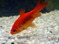 image of goldfish