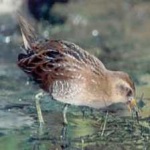 image of bird