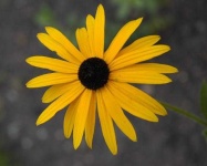 image of flower