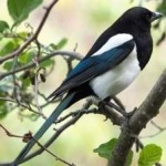 image of bird