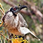 image of bird