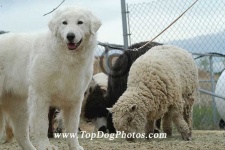 image of kuvasz