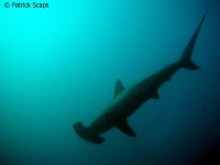image of hammerhead