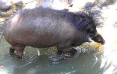 image of hog