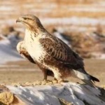 image of bird