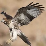 image of bird
