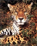 image of jaguar_car