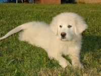 image of great_pyrenees