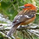 image of bird