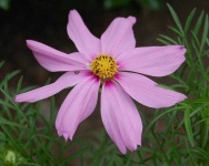 image of flower