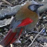 image of bird