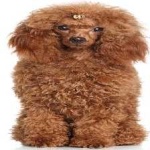 image of poodle #4