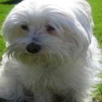 image of animal