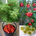 image of fruit_and_vegetable