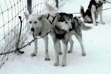 image of eskimo_dog #27