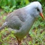 image of bird