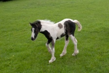 image of animal