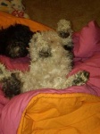 image of miniature_poodle #31