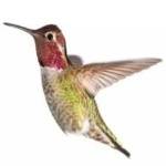 image of bird