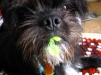 image of affenpinscher