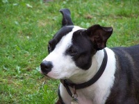 image of animal