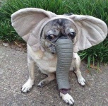 image of animal