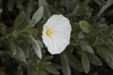 image of flower