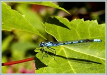 image of damselfly