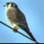 image of bird