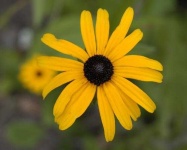 image of flower