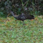 limpkin